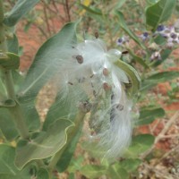 Calotropis gigantea (L.) W.T.Aiton